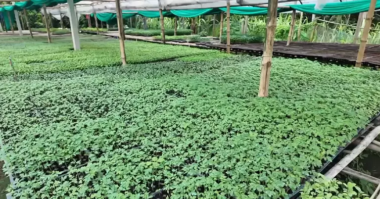 পলিনেট পদ্ধতিতে চারা রোপণ